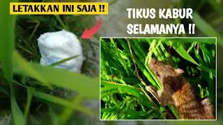 Letakkan Saja Ini Tikus Akan Kabur Selamanya, Cara Praktis Usir Tikus Sawah