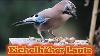 Eichelhäher Laute #tierlaute #vogelgeräusche #lovenature