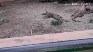 Komodo in Surabaya Zoo 