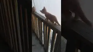 вот прыгун вообще