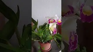 C. Fair Catherine x Rhet Love Sound. Пышное домашнее цветение)