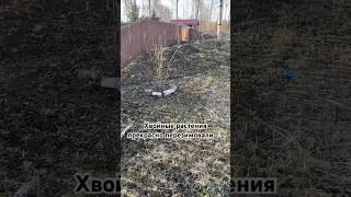 TG в профиле❤️ Хвойные туи были укрыты на зиму. 
