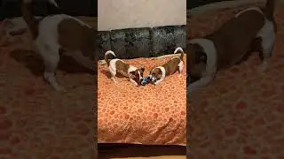 Диванные Бойцы