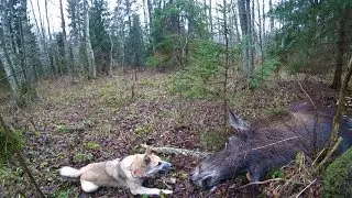 Охота 