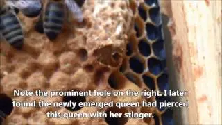 Queen cells and emergence