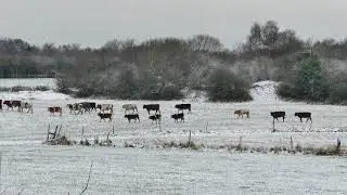 Herd of Cows in The Winter