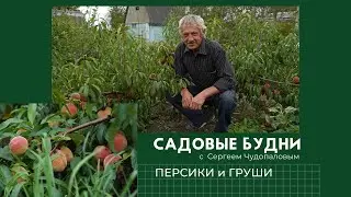 Садовые Будни с Сергеем Чудопаловым. Персик и груша
