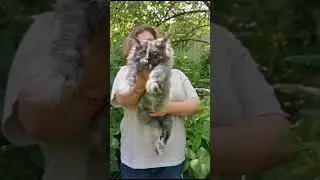 Maine Coon kittens. Female. Smoke turtle color. Available.