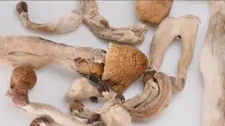 UCSD researchers caution against unregulated 'Magic Mushrooms'