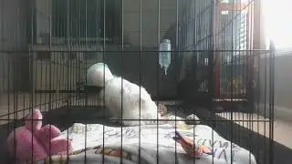 Ellie's Sick Day