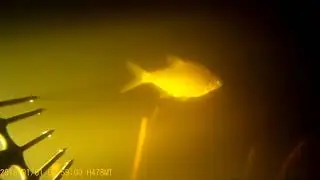 подводная охота. Ладога