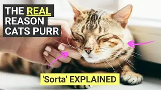 The REAL reason why cats purr (sorta explained)