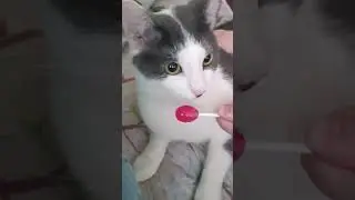 #котэ #легкоепособие🤣🤣🤣