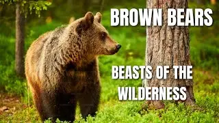 Brown Bears; Beasts of the Wilderness