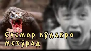 #Сусмор_кудакро_мехурад