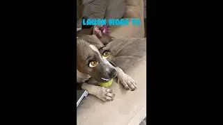 The friends never bear to grow up #9 - Funny dogs - Funny animal - Laugh more TG
