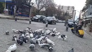‎@-earth.plants-animals  Columba livia,wild pigeons/rock doves,pëllumbat e shkëmbit🕊(1)
