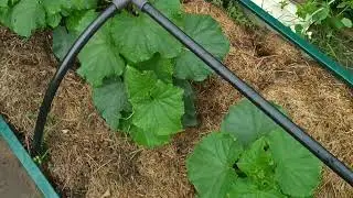 Сезон 7. Июль 9.07.2022. Обзор дачи после дождя.