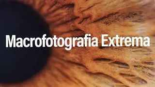 Macrofotografia Extrema! Indo muito além do 1:1 com a Canon MP-E 65mm f/2.8 Macro