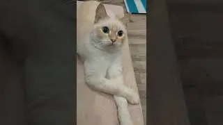 Человеку нужен кот..