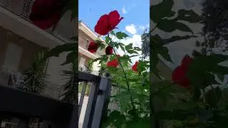КВІТИ... І НЕБО...