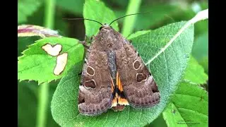 Shifting Sands - Searching for the Lunar Yellow Underwing Moth at Cavenham Heath
