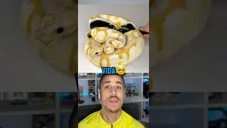Las Peores Maneras En Que Los Animales Han Perdido la Vida 🤯 Parte 4 
