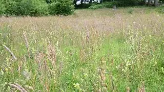 Yellow Rattle Meadow - 2023