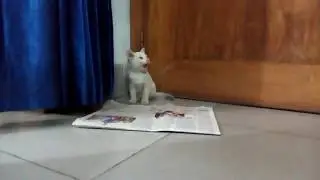 Cute white kitten eating