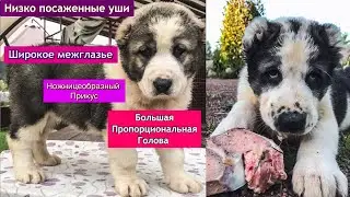 Как правильно выбрать ЩЕНКА АЛАБАЯ || Как различить слабых/больных от будущих ГИГАНТОВ