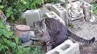 file04 捕マラナイ猫モ捕ラエルベシ／ばくわな実戦ファイル
