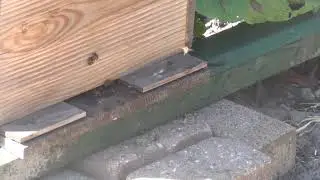 Bijenkast van Dorrestein
