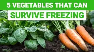 5 Frost Resistant Vegetables