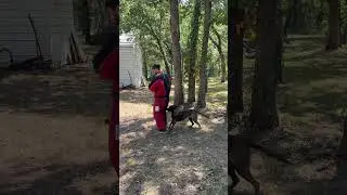 Nikki with a nice smack #k9protection #labrador #workingk9