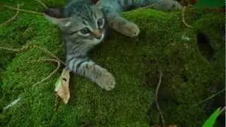 Felpa 11 - Funny cat climbing trees into the woods
