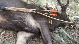 Sambar Stag Longbow