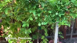 Purple Passion Fruit ..2020.| Malayalam vlog