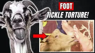 Goat’s Tongue Tickle Torture – A BIZARRE Medieval Punishment | Tickling Torture | Foot Torture