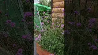 ЗАЩИТИМ ОГУРЦЫ ОТ ПАУТИННОГО КЛЕЩА