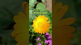 доброго утра, яркого дня! счастья и добра! 