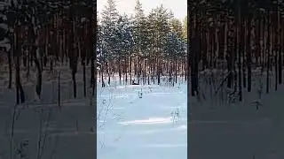 Керженский заповедник: встреча с лосем на ЗМУ -2022