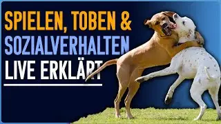 Wildes Spiel und Energie im Rudel - Körpersprache kommentiert