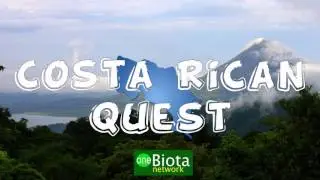 The Search for the Silent Frog