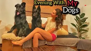 A Calm Evening With My Dogs 🐾 | Quiet Night Routine