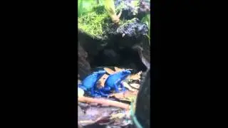 Dendrobates tinctorius Azureus Calling