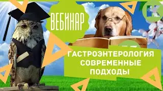 Вебинар. Гастроэнтерология  Современные подходы  Гастроскопия. Сеть ветеринарных клиник 