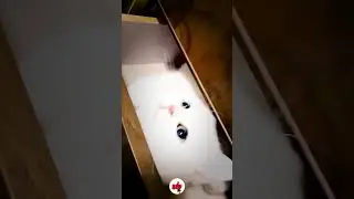 Awesone New Cat Funny and Cute Moments Part 2 #CatFunny #cat