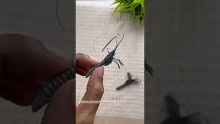 Diy handmade straw crafts shrimp 🦐🦐🦐