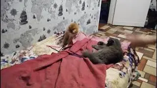 ШОК!!! ЗВЕРСКОЕ НАПАДЕНИЕ ЦВЕТНЫХ КАРАНДАШЕЙ НА КОТА!