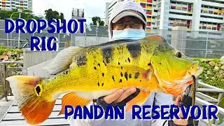 How to fish with DROPSHOT RIG in Singapore |Pandan Reservoir| New record for Peacock Bass! #fishing